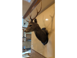 Vendo tête de chevreuil naturalisée