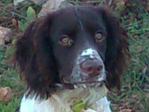 carabine SAUER modèle 202  stutzen 7x64