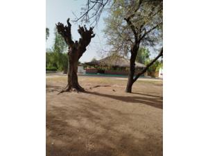 ch gestion camps de chasse senegal , gambie