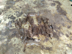 ch gestion camps de chasse senegal , gambie