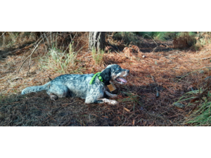 Thor Trialer sur becasses, diso pour Saillie Tricolore