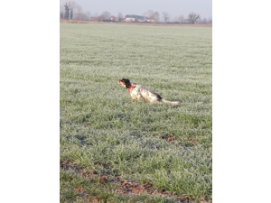 Thor Trialer sur becasses, diso pour Saillie Tricolore