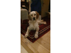 Setter-Anglais Lemon