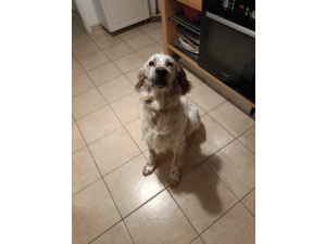 Setter-Anglais Lemon