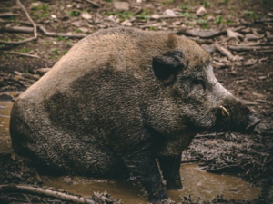 Action Chasse Alsace