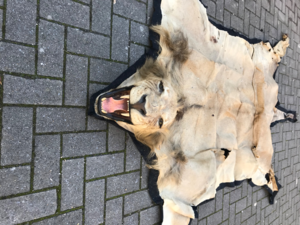 Peau de lion tapis
