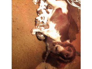 beagles et springers spaniels