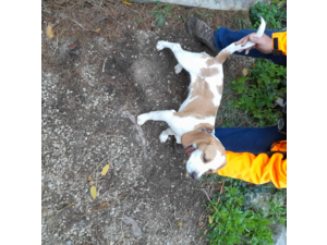 beagles et springers spaniels