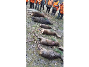 Chasse Grands Gibiers en domaniale ; le vendredi ; 2 heures de Paris