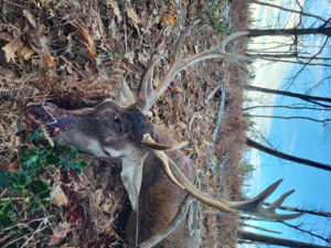 ACTIONS DE CHASSE DISPONIBLES BAUGEOIS