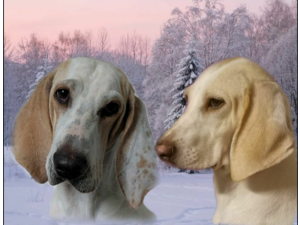 Jakrhundvalper Porcelaine