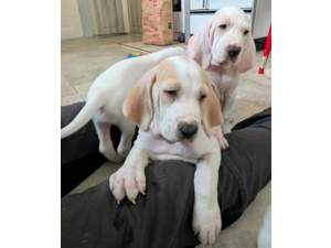 Jakrhundvalper Porcelaine