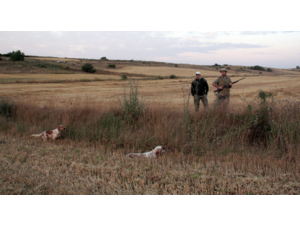 Exclusif et inédit !! / Séjours de dressage de vos chiens d'arrêt hors saison !