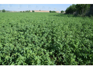 Exclusif et inédit !! / Séjours de dressage de vos chiens d'arrêt hors saison !