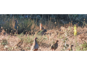 CHASSE » ECONOMIQUE » AUX PERDRIX ROUGES EN CATALOGNE.