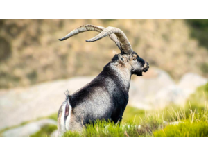 “Macho Montes ou Ibex de GREDOS”