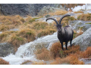 “Macho Montes ou Ibex de GREDOS”
