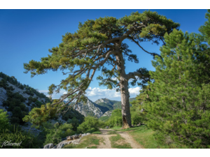 “Macho Montes ou Ibex de GREDOS”