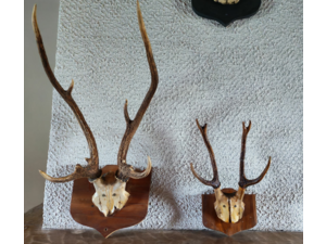 trophée de chasse chevreuil