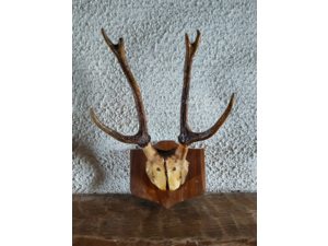 trophée de chasse chevreuil