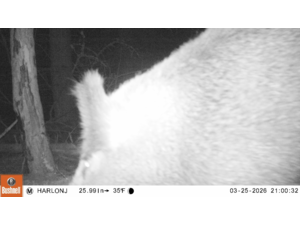 cullasse médium pour blaser r8 8x68S