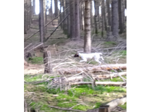 Vends chiots Braque Français, type Pyrénées