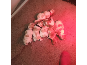 Chiots Epagneul Breton