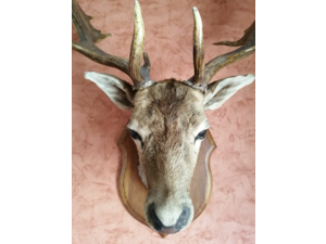 Tête de Daim adulte