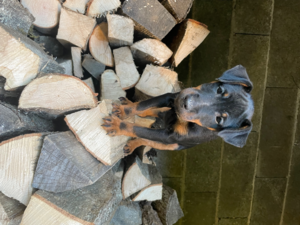 Terriers de chasse allemands