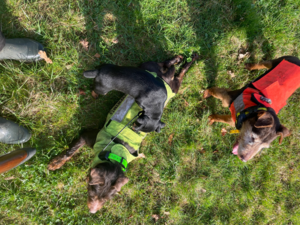Terriers de chasse allemands
