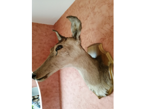Tête de Biche naturalisée