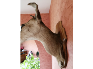 Tête de Biche naturalisée