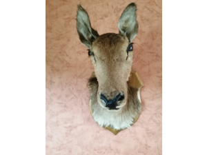 Tête de Biche naturalisée