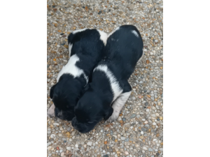 Chiots épagneul breton noir et blanc