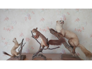 vends 3 trophées de chasse de 1960