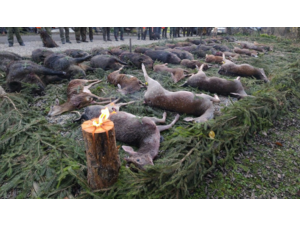 Novembre 2026. Chasse en battue en République tchèque.