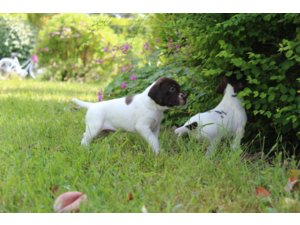vends chiots Braque Français