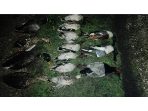 Chasse aux canards