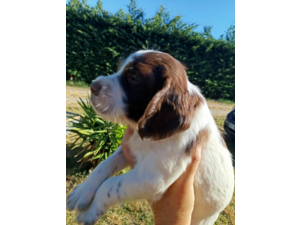 Chiots springer Spaniel English
