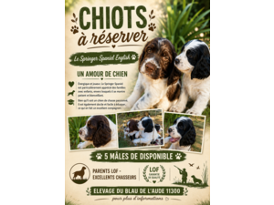 Chiots springer Spaniel English