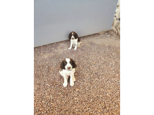 Chiots English springer spaniel