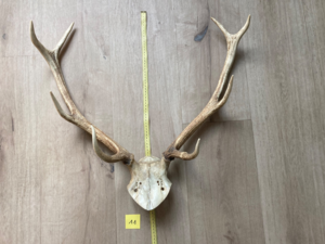 Bois de cerf