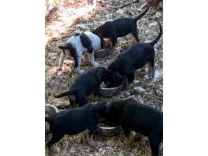 chiots femelle griffon