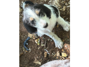chiots femelle griffon