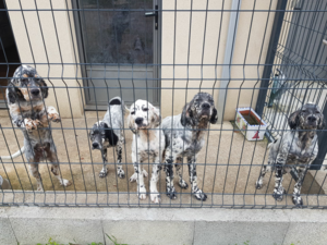 4 chiots Setters anglais LOF