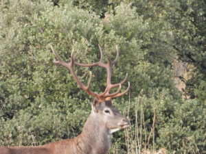 Monteria Castilla la mancha