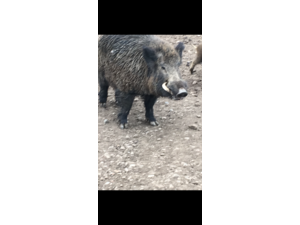 Sangliers de 40kg