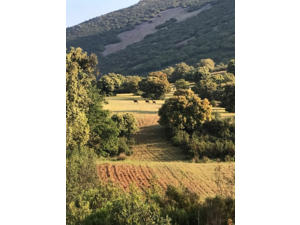 Monteria en direct avec groupe Franco-Belge