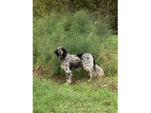 Setter anglais