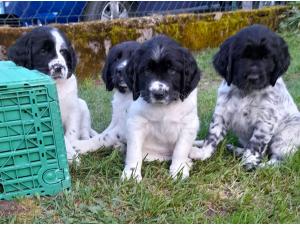 Vends chiots  Grand Epagneuls de Münster